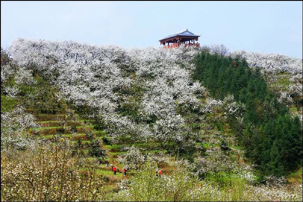 【春天，广西桂林灌阳县向您发出邀请！】我们在灌阳看梨花 - 游山玩水 - 禹州生活社区 - 禹州28生活网 yuzhou.28life.net