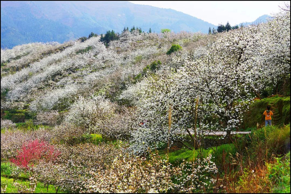 【春天，广西桂林灌阳县向您发出邀请！】我们在灌阳看梨花 - 游山玩水 - 禹州生活社区 - 禹州28生活网 yuzhou.28life.net
