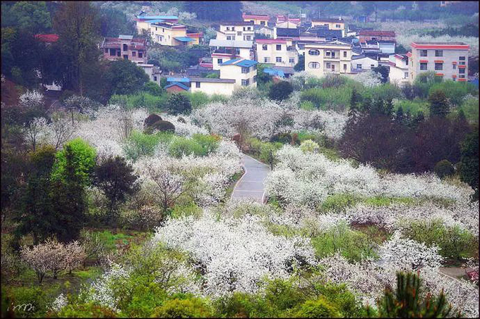 【春天，广西桂林灌阳县向您发出邀请！】我们在灌阳看梨花 - 游山玩水 - 禹州生活社区 - 禹州28生活网 yuzhou.28life.net