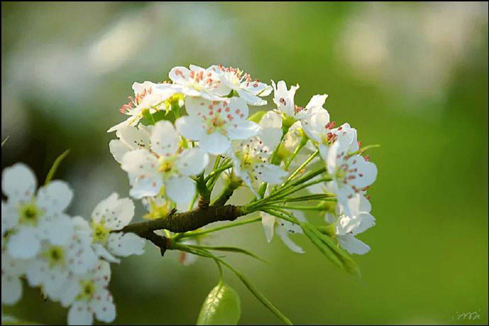 【春天，广西桂林灌阳县向您发出邀请！】我们在灌阳看梨花 - 游山玩水 - 禹州生活社区 - 禹州28生活网 yuzhou.28life.net