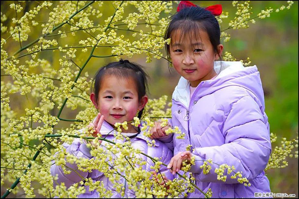 【春天，广西桂林灌阳县向您发出邀请！】米珠山前有片山苍子花在飘香 - 游山玩水 - 禹州生活社区 - 禹州28生活网 yuzhou.28life.net