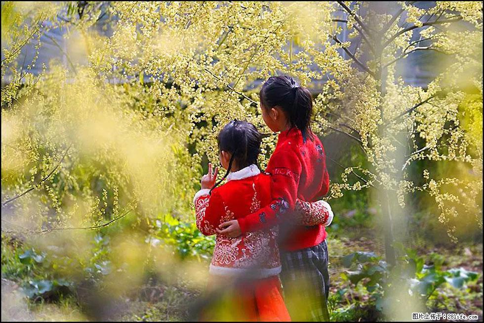 【春天，广西桂林灌阳县向您发出邀请！】米珠山前有片山苍子花在飘香 - 游山玩水 - 禹州生活社区 - 禹州28生活网 yuzhou.28life.net