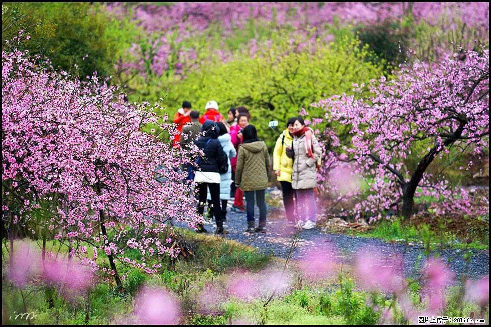 【春天，广西桂林灌阳县向您发出邀请！】官庄村有个醉美的桃花园 - 游山玩水 - 禹州生活社区 - 禹州28生活网 yuzhou.28life.net