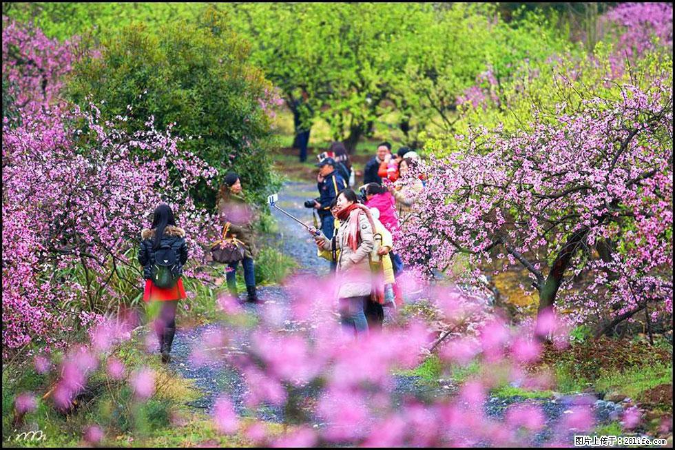 【春天，广西桂林灌阳县向您发出邀请！】官庄村有个醉美的桃花园 - 游山玩水 - 禹州生活社区 - 禹州28生活网 yuzhou.28life.net