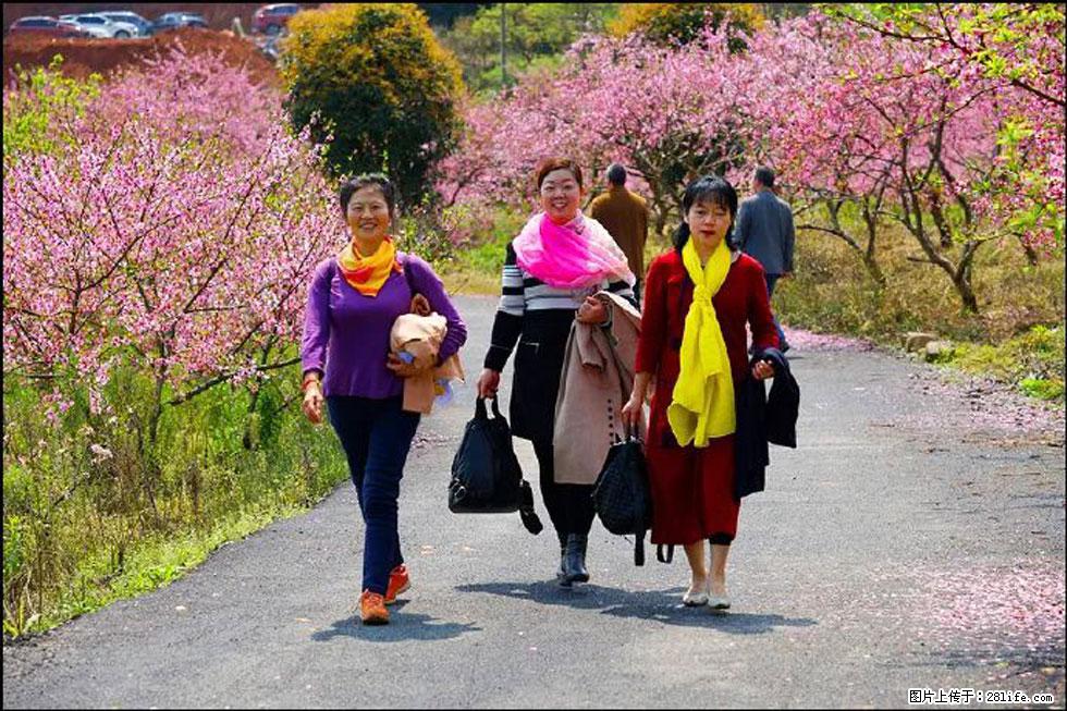 【春天，广西桂林灌阳县向您发出邀请！】官庄村有个醉美的桃花园 - 游山玩水 - 禹州生活社区 - 禹州28生活网 yuzhou.28life.net