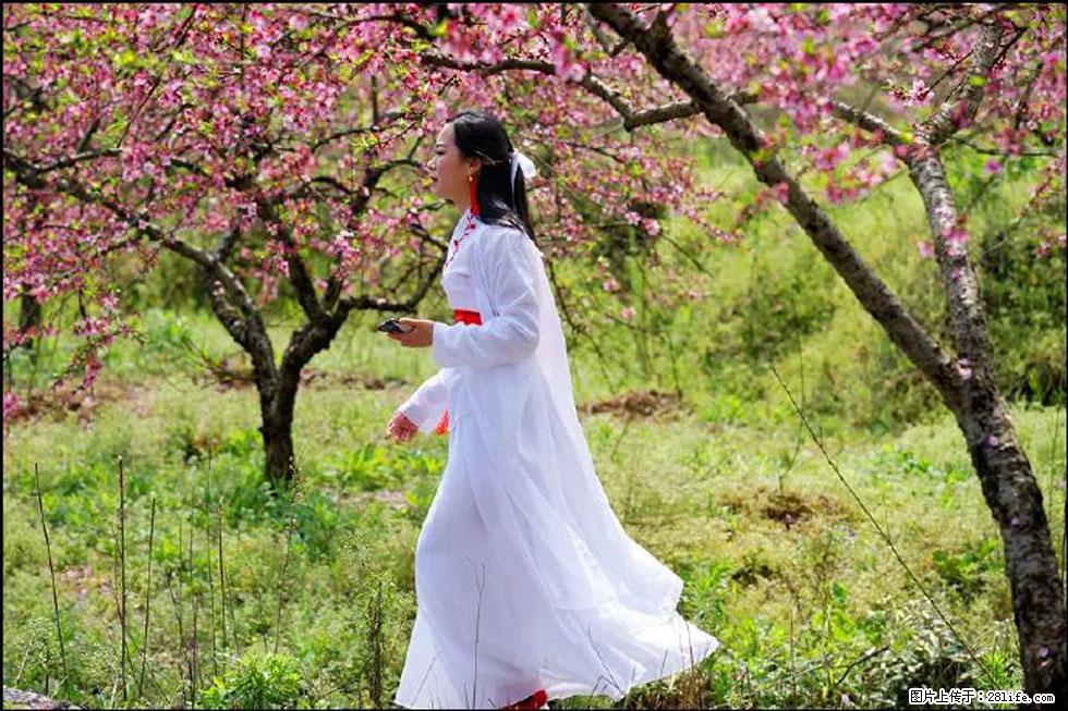 【春天，广西桂林灌阳县向您发出邀请！】官庄村有个醉美的桃花园 - 游山玩水 - 禹州生活社区 - 禹州28生活网 yuzhou.28life.net