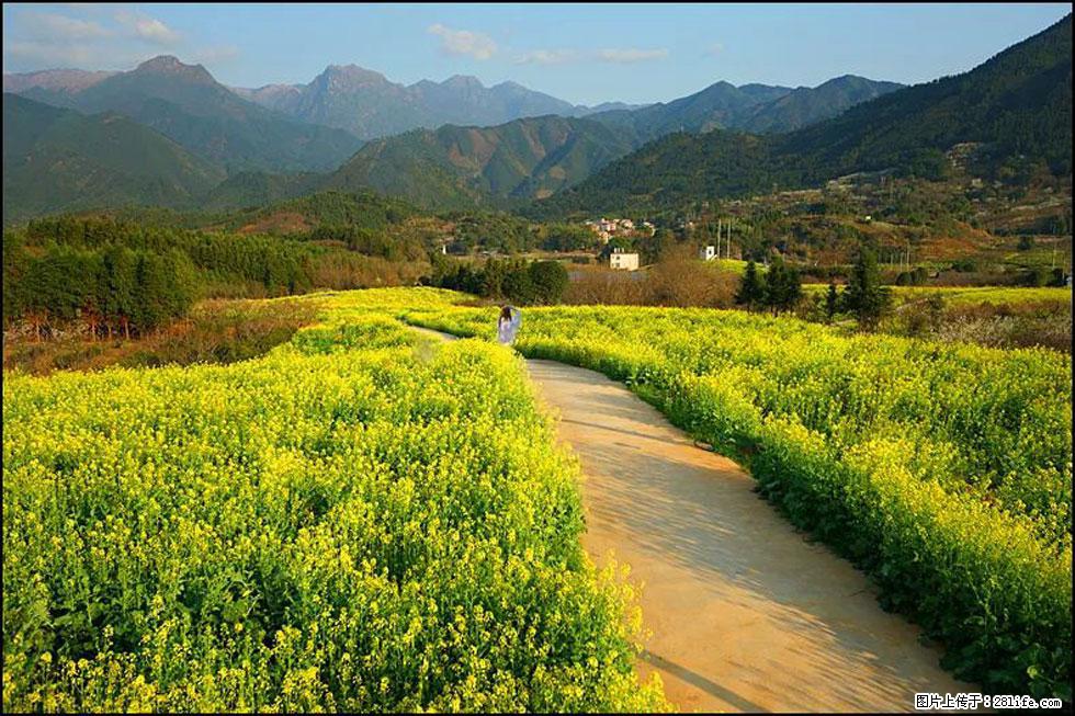 【春天，广西桂林灌阳县向您发出邀请！】长坪村油菜盛情花开 - 游山玩水 - 禹州生活社区 - 禹州28生活网 yuzhou.28life.net