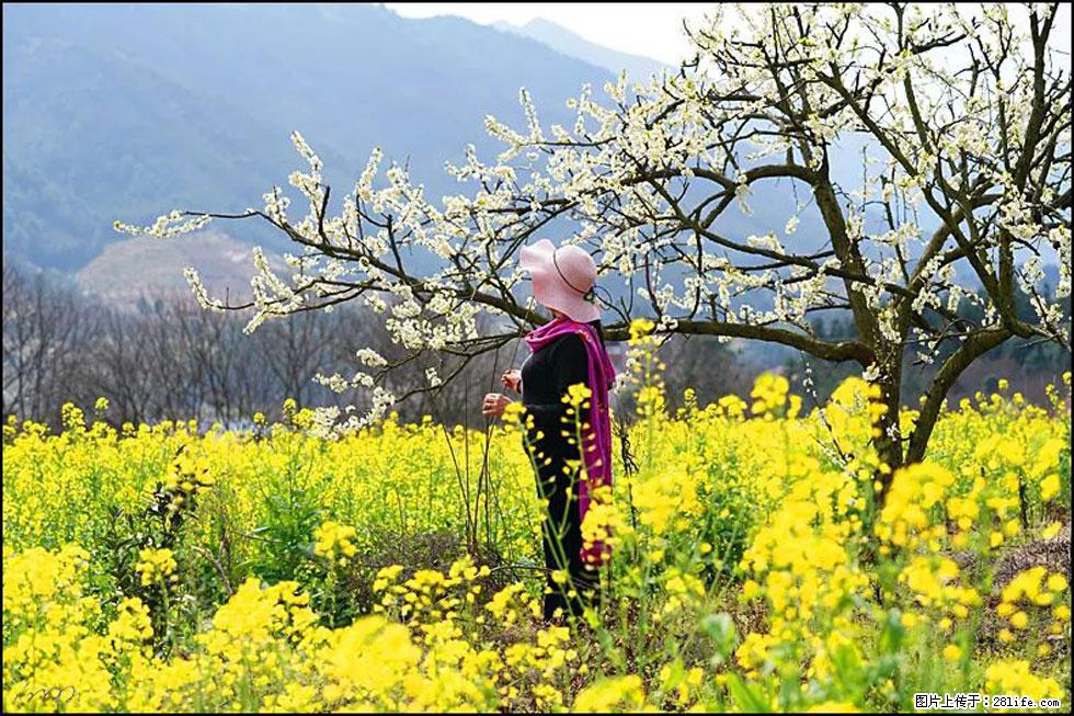 【春天，广西桂林灌阳县向您发出邀请！】长坪村油菜盛情花开 - 游山玩水 - 禹州生活社区 - 禹州28生活网 yuzhou.28life.net