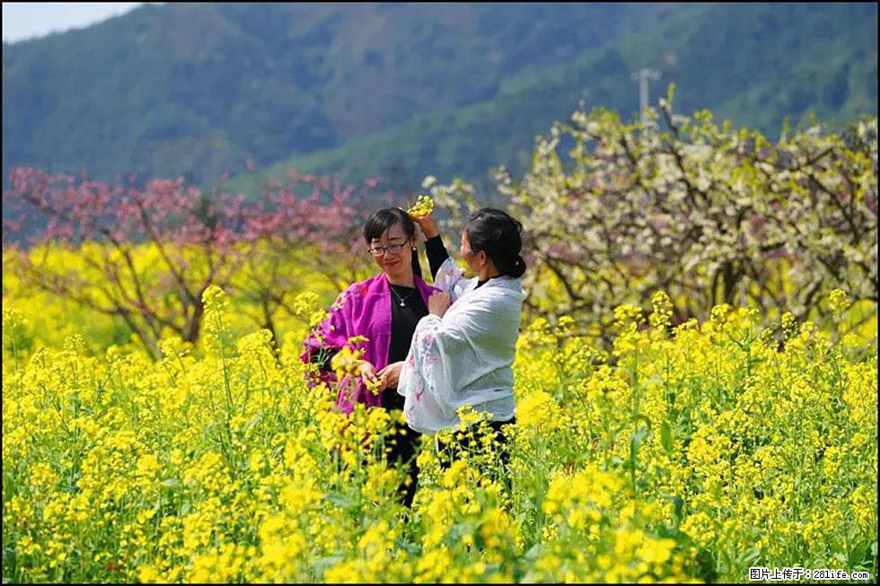 【春天，广西桂林灌阳县向您发出邀请！】长坪村油菜盛情花开 - 游山玩水 - 禹州生活社区 - 禹州28生活网 yuzhou.28life.net
