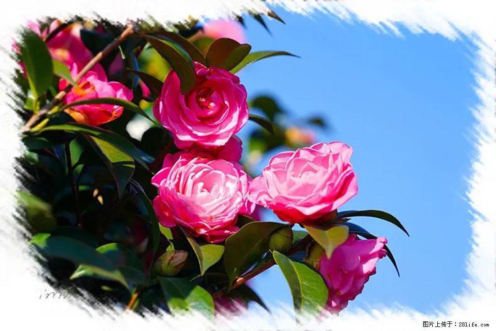 【春天，广西桂林灌阳县向您发出邀请！】杨柳井茶花惹人爱 - 游山玩水 - 禹州生活社区 - 禹州28生活网 yuzhou.28life.net