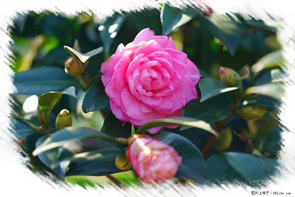【春天，广西桂林灌阳县向您发出邀请！】杨柳井茶花惹人爱 - 游山玩水 - 禹州生活社区 - 禹州28生活网 yuzhou.28life.net