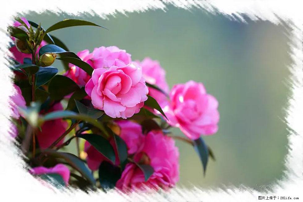 【春天，广西桂林灌阳县向您发出邀请！】杨柳井茶花惹人爱 - 游山玩水 - 禹州生活社区 - 禹州28生活网 yuzhou.28life.net