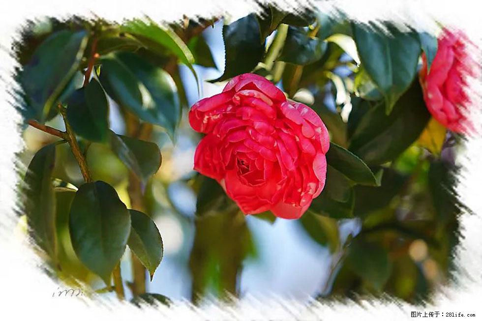 【春天，广西桂林灌阳县向您发出邀请！】杨柳井茶花惹人爱 - 游山玩水 - 禹州生活社区 - 禹州28生活网 yuzhou.28life.net