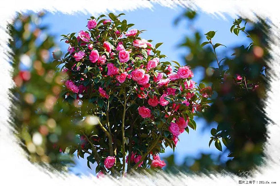 【春天，广西桂林灌阳县向您发出邀请！】杨柳井茶花惹人爱 - 游山玩水 - 禹州生活社区 - 禹州28生活网 yuzhou.28life.net