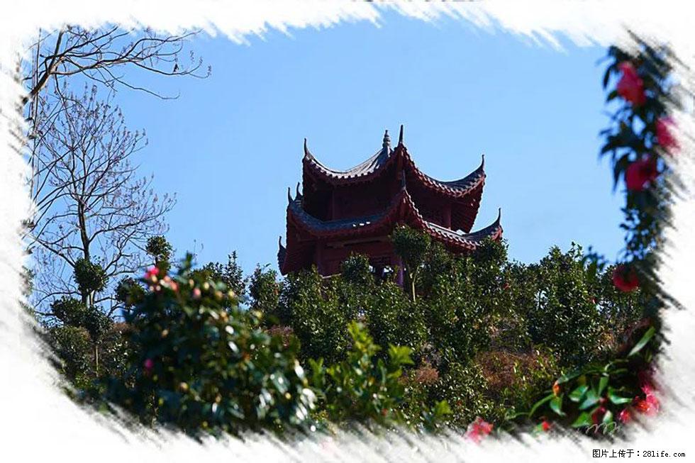 【春天，广西桂林灌阳县向您发出邀请！】杨柳井茶花惹人爱 - 游山玩水 - 禹州生活社区 - 禹州28生活网 yuzhou.28life.net