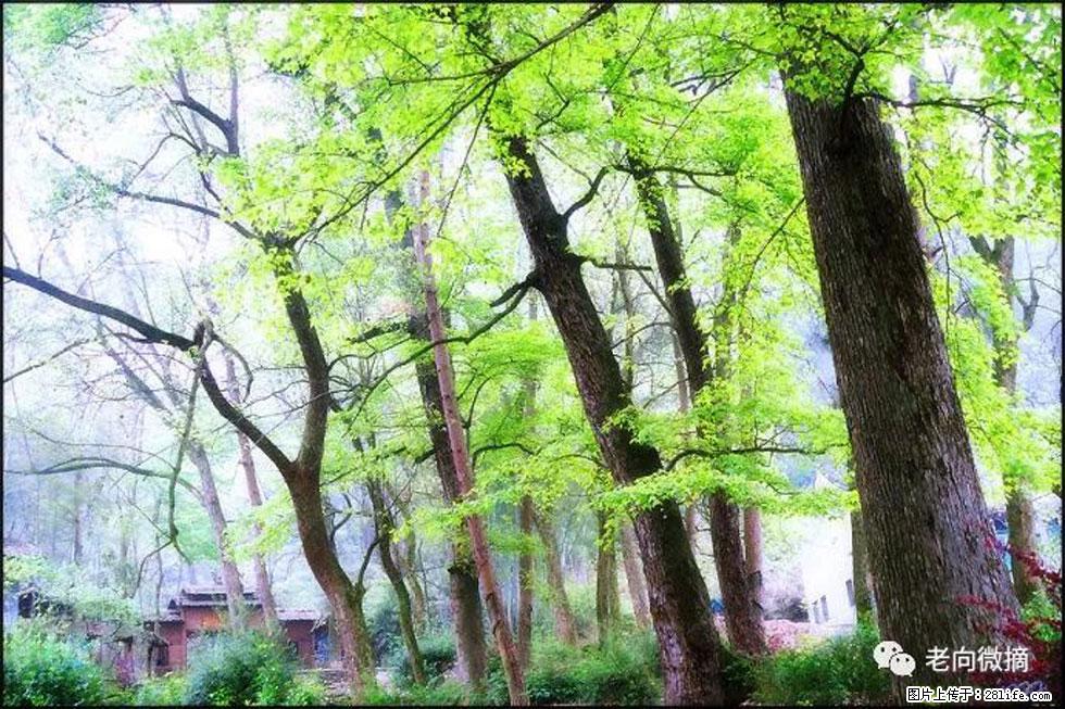 【春天，广西桂林灌阳县向您发出邀请！】在小龙村与春天约会 - 游山玩水 - 禹州生活社区 - 禹州28生活网 yuzhou.28life.net