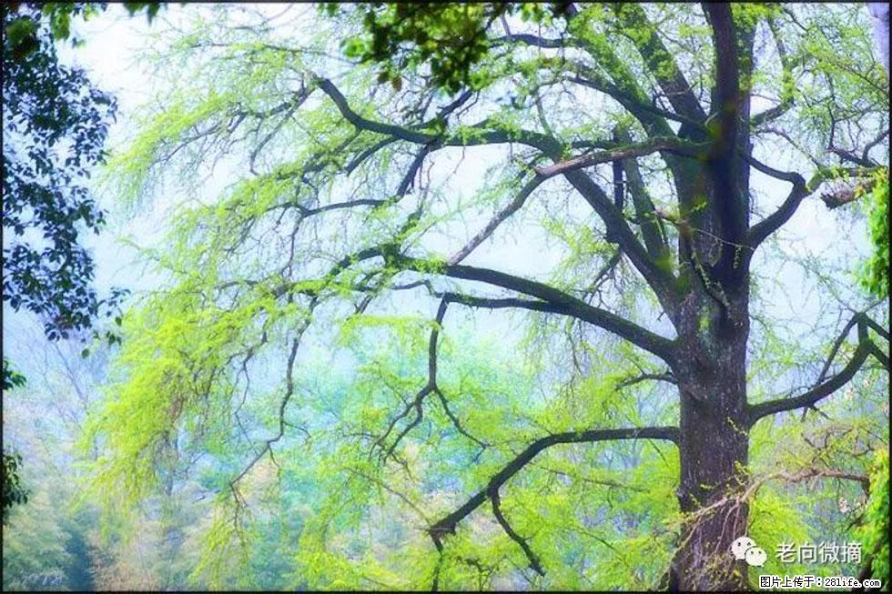 【春天，广西桂林灌阳县向您发出邀请！】在小龙村与春天约会 - 游山玩水 - 禹州生活社区 - 禹州28生活网 yuzhou.28life.net