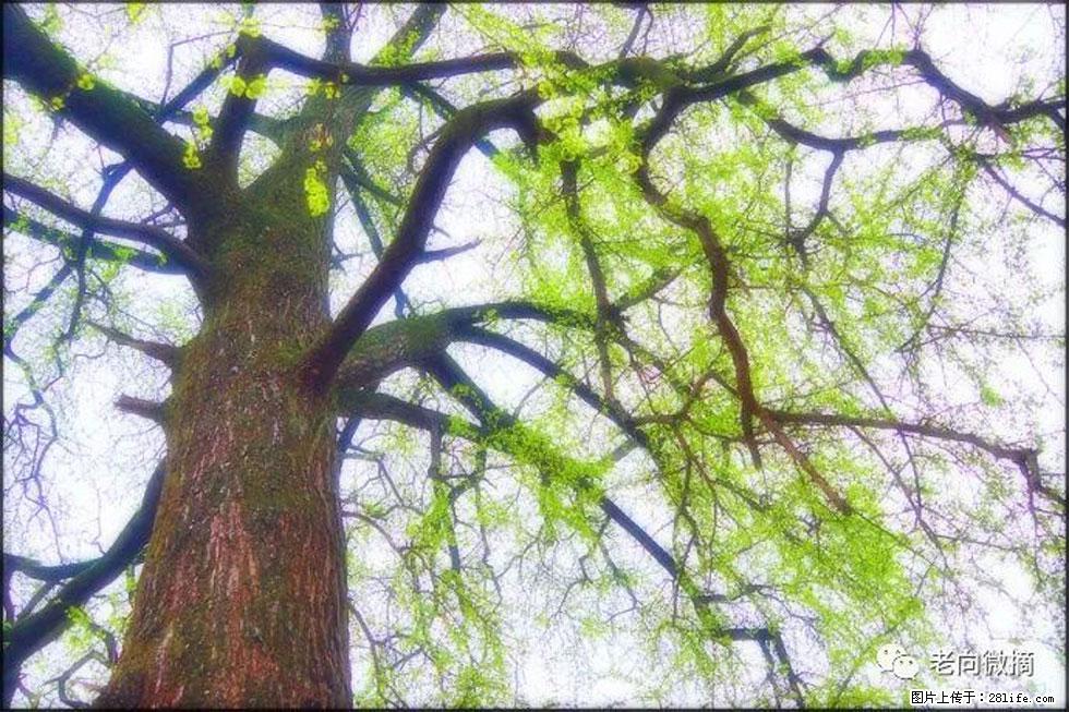 【春天，广西桂林灌阳县向您发出邀请！】在小龙村与春天约会 - 游山玩水 - 禹州生活社区 - 禹州28生活网 yuzhou.28life.net