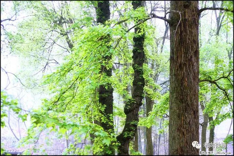 【春天，广西桂林灌阳县向您发出邀请！】在小龙村与春天约会 - 游山玩水 - 禹州生活社区 - 禹州28生活网 yuzhou.28life.net