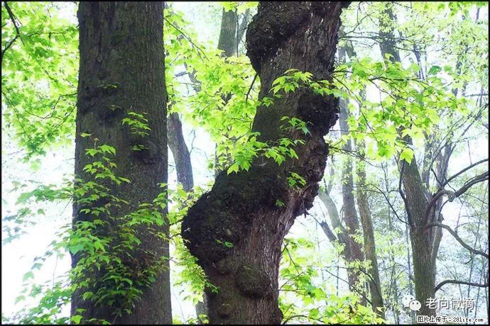 【春天，广西桂林灌阳县向您发出邀请！】在小龙村与春天约会 - 游山玩水 - 禹州生活社区 - 禹州28生活网 yuzhou.28life.net