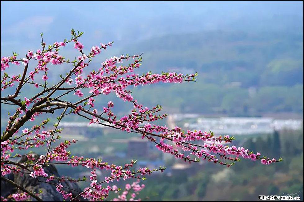 【春天，广西桂林灌阳县向您发出邀请！】望月岭上桃花开 - 游山玩水 - 禹州生活社区 - 禹州28生活网 yuzhou.28life.net