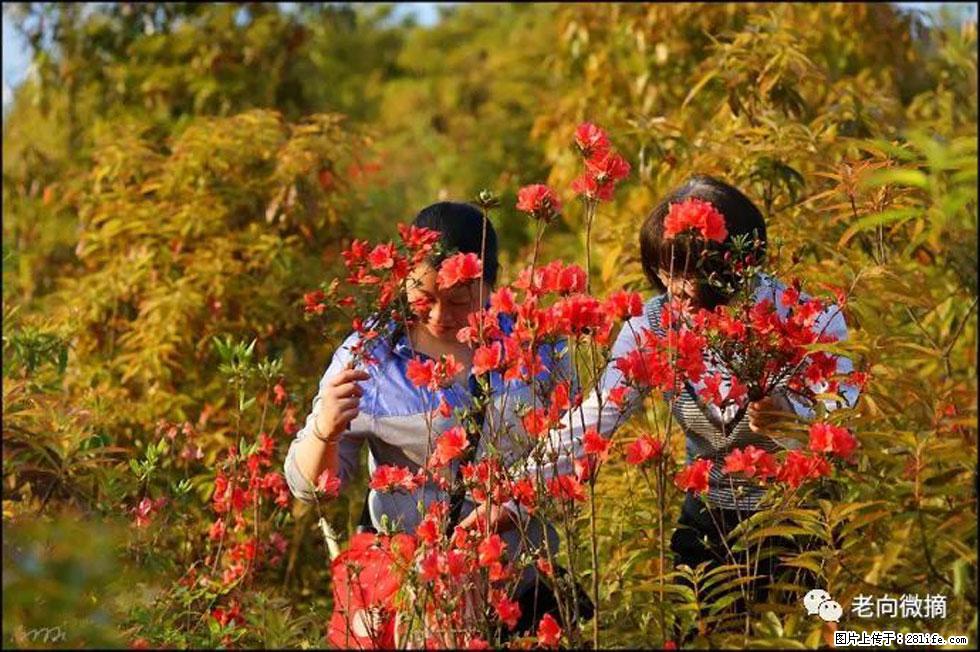 【春天，广西桂林灌阳县向您发出邀请！】登麒麟山，相约映山红 - 游山玩水 - 禹州生活社区 - 禹州28生活网 yuzhou.28life.net