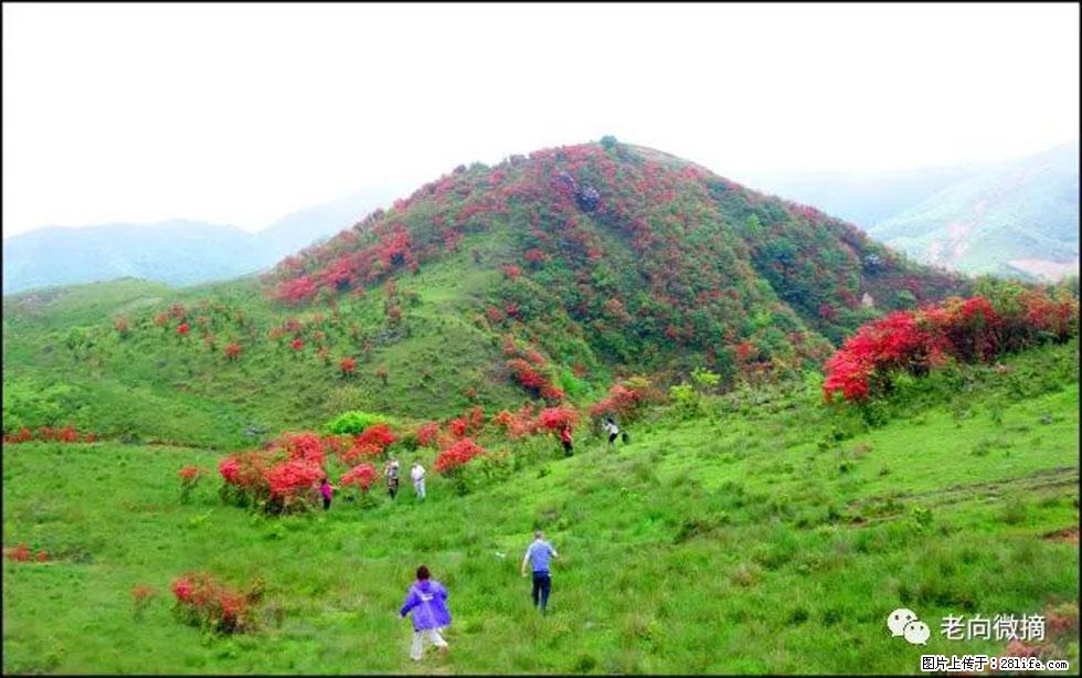 【春天，广西桂林灌阳县向您发出邀请！】宝盖山上映山红 - 游山玩水 - 禹州生活社区 - 禹州28生活网 yuzhou.28life.net
