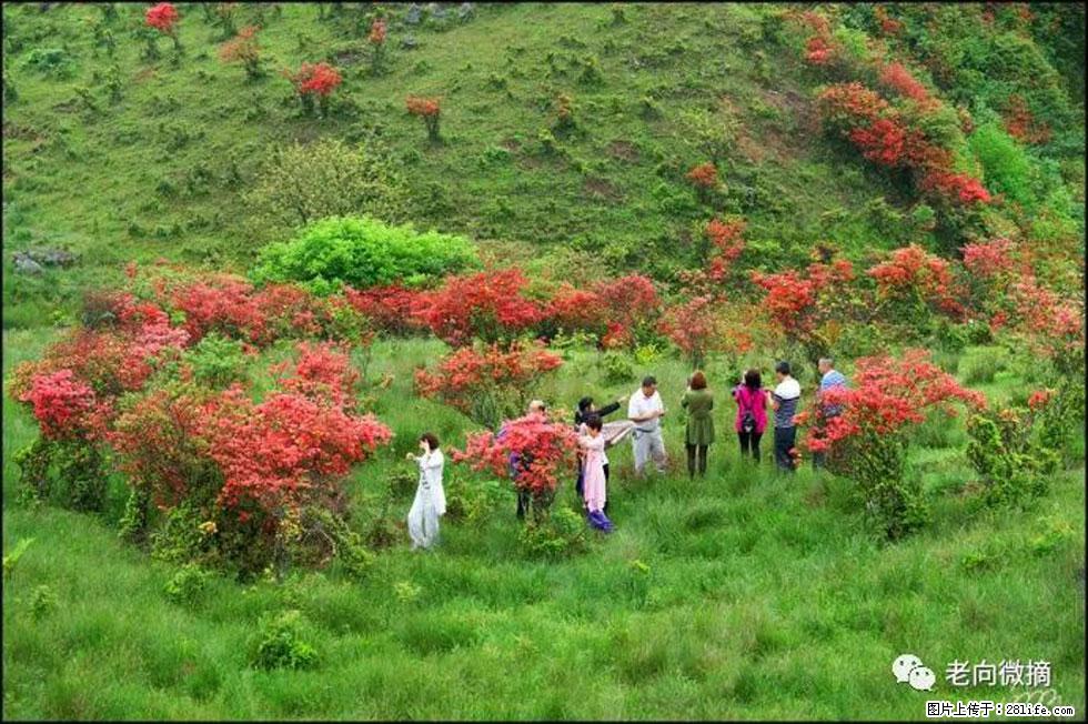 【春天，广西桂林灌阳县向您发出邀请！】宝盖山上映山红 - 游山玩水 - 禹州生活社区 - 禹州28生活网 yuzhou.28life.net