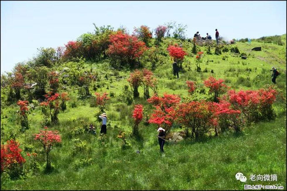 【春天，广西桂林灌阳县向您发出邀请！】宝盖山上映山红 - 游山玩水 - 禹州生活社区 - 禹州28生活网 yuzhou.28life.net