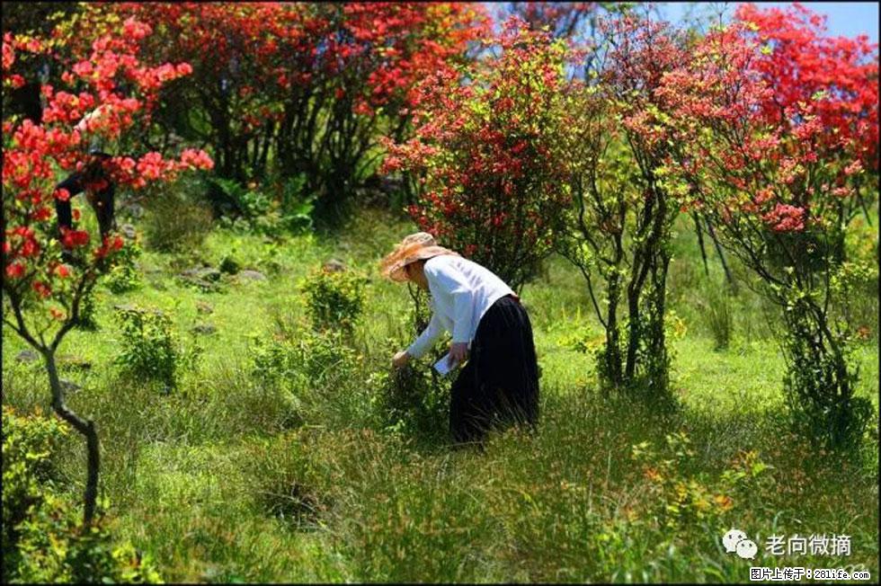 【春天，广西桂林灌阳县向您发出邀请！】宝盖山上映山红 - 游山玩水 - 禹州生活社区 - 禹州28生活网 yuzhou.28life.net