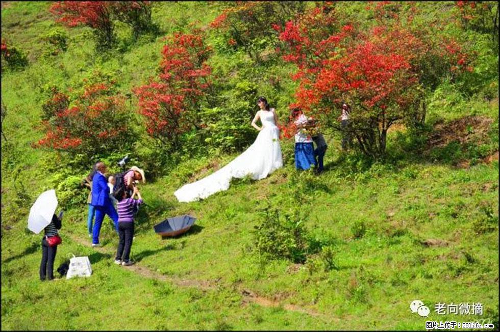【春天，广西桂林灌阳县向您发出邀请！】宝盖山上映山红 - 游山玩水 - 禹州生活社区 - 禹州28生活网 yuzhou.28life.net