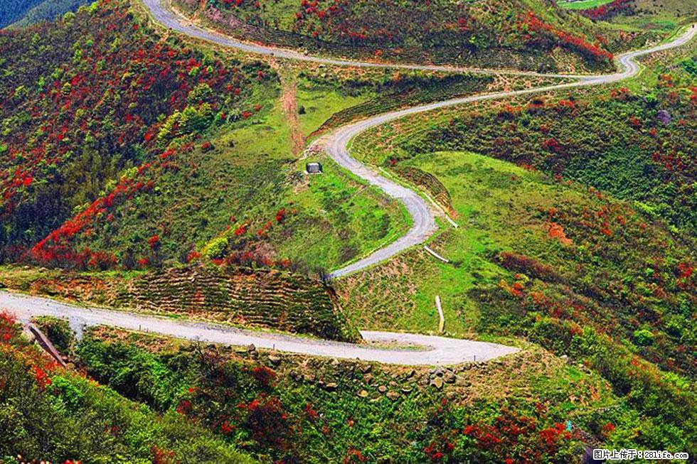 【春天，广西桂林灌阳县向您发出邀请！】春木界上映山红 - 游山玩水 - 禹州生活社区 - 禹州28生活网 yuzhou.28life.net