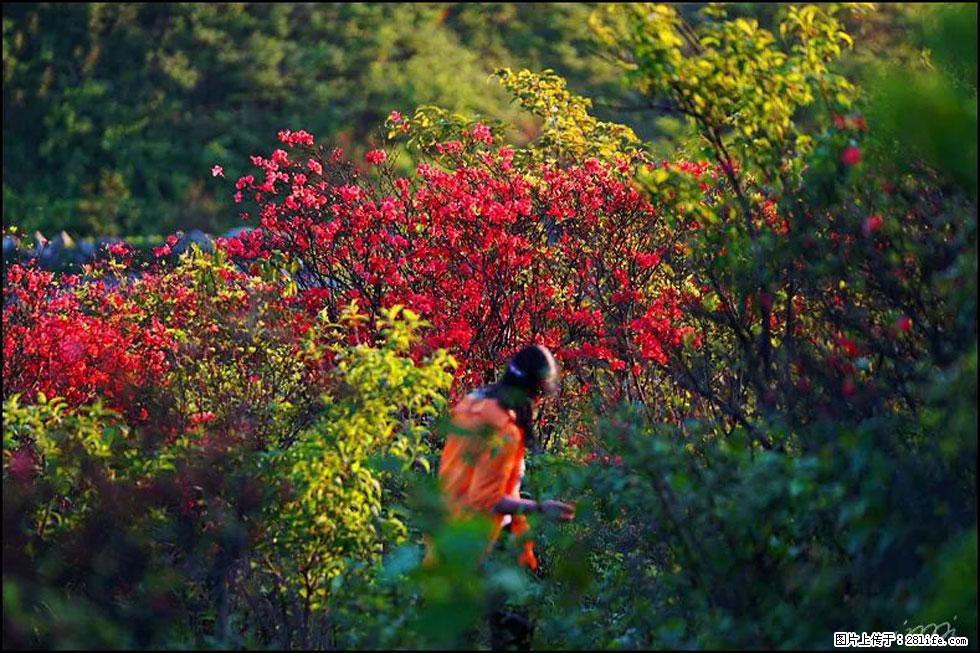 【春天，广西桂林灌阳县向您发出邀请！】春木界上映山红 - 游山玩水 - 禹州生活社区 - 禹州28生活网 yuzhou.28life.net