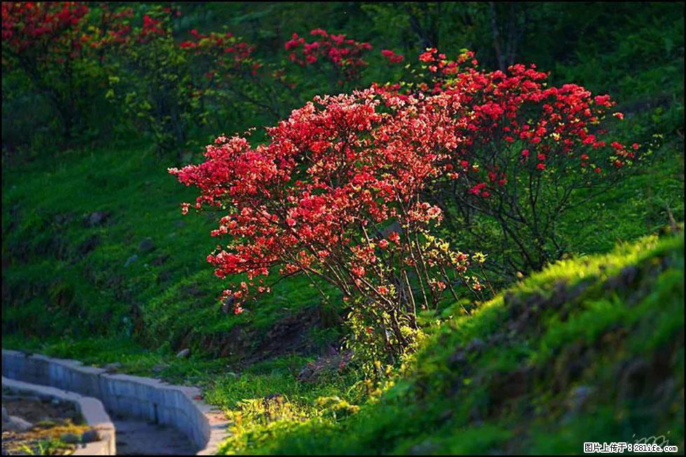【春天，广西桂林灌阳县向您发出邀请！】春木界上映山红 - 游山玩水 - 禹州生活社区 - 禹州28生活网 yuzhou.28life.net