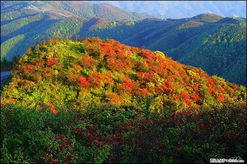 【春天，广西桂林灌阳县向您发出邀请！】春木界上映山红 - 游山玩水 - 禹州生活社区 - 禹州28生活网 yuzhou.28life.net