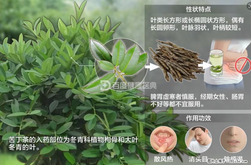 苦丁茶有哪些功效和作用 - 生活百科 - 禹州生活社区 - 禹州28生活网 yuzhou.28life.net
