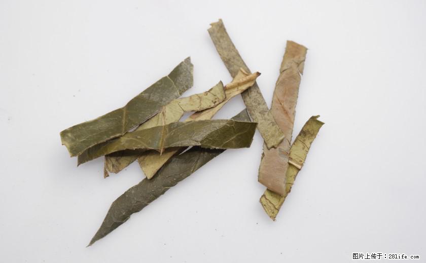 苦丁茶有哪些功效和作用 - 生活百科 - 禹州生活社区 - 禹州28生活网 yuzhou.28life.net