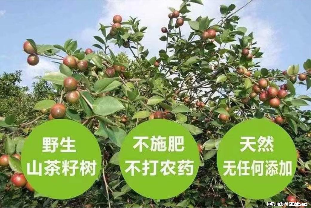 【灌阳县油茶产业示范区】一个有着充实的精神生活的人，对待身外之物自会有一种淡泊的态度 - 土特产 - 饮食特产 - 禹州分类信息 - 禹州28生活网 yuzhou.28life.net