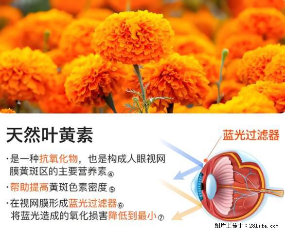 叶黄素有什么功效和作用 - 生活百科 - 禹州生活社区 - 禹州28生活网 yuzhou.28life.net