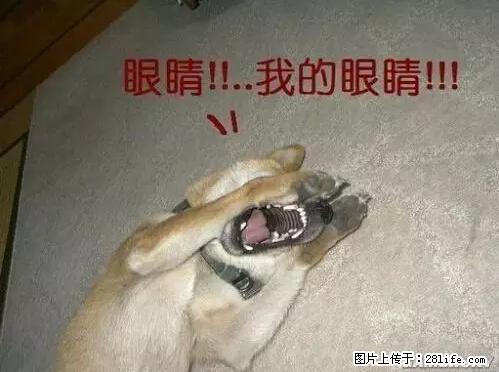 笑癫了！一女的怀孕三年未生，他终于忍不住了... - 娱乐八卦 - 禹州生活社区 - 禹州28生活网 yuzhou.28life.net