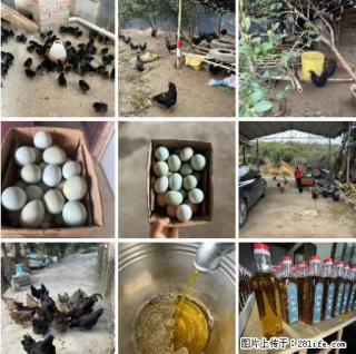 油茶园从小鸡仔开始养起的纯土鸡、土鸡蛋可以预定啦！还有前几天刚榨的纯山茶油哦 - 禹州28生活网 yuzhou.28life.net