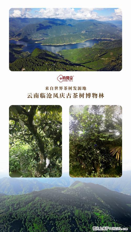 时间果百年古树2025年春红茶 - 购物交流 - 禹州生活社区 - 禹州28生活网 yuzhou.28life.net