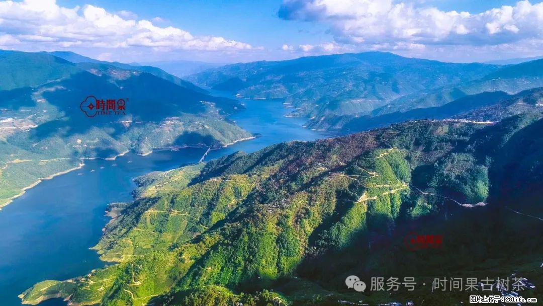 时间果百年古树龙珠普洱生茶 - 购物交流 - 禹州生活社区 - 禹州28生活网 yuzhou.28life.net