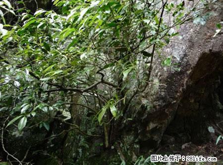 平乐石崖茶，珍贵仅次于金花茶 - 禹州生活资讯 - 禹州28生活网 yuzhou.28life.net