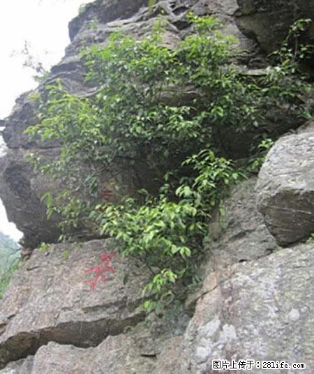平乐石崖茶，珍贵仅次于金花茶 - 禹州生活资讯 - 禹州28生活网 yuzhou.28life.net