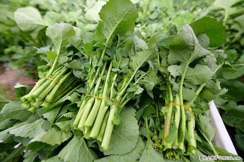 这些蔬菜是“天然钙片”，这6种被医生重点推荐 - 禹州生活资讯 - 禹州28生活网 yuzhou.28life.net